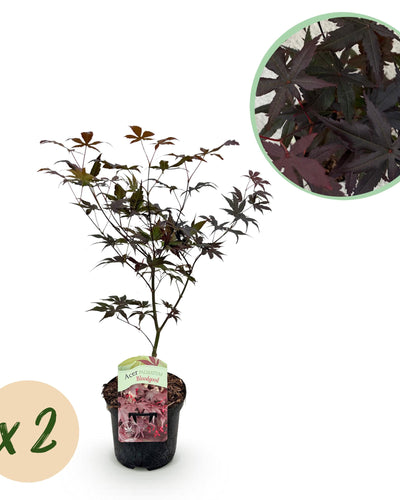 Acer palmatum ‘Bloodgood’ – Dieprode Japanse Esdoorn