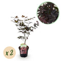 2 x Acer palmatum 'Bloodgood' Outdoor Plant | Japanese Maple with Deep Red Leaves