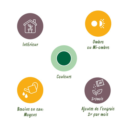 2 x Yucca elephantipes | Weinig onderhoud | Kamerplant