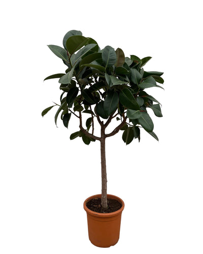 Grote groene kamerplant met glanzende stevige bladeren.