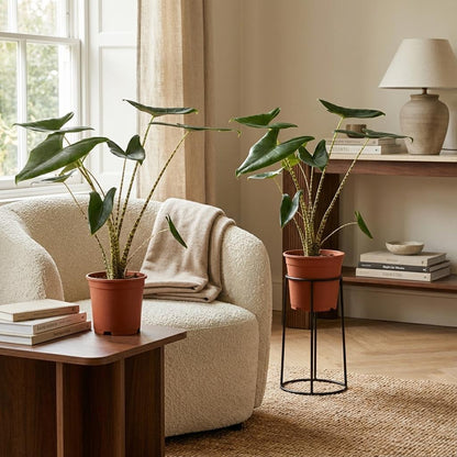 Alocasia met zebraprint stelen en grote tropische bladeren