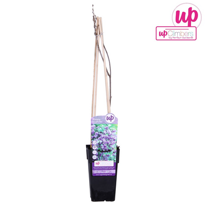 Wisteria sinensis ‘Prolific’ | Blauwe regen klimplant