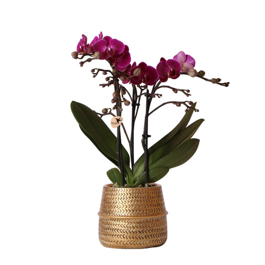 Paarse Phalaenopsis Morelia met 2-3 takken in Groove gouden sierpot met groevenpatroon, Ø9cm, 35cm hoog, bloeiende kamerplant.