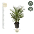 Chamaerops Humilis | Tuin | Kamerplant - Planttoday