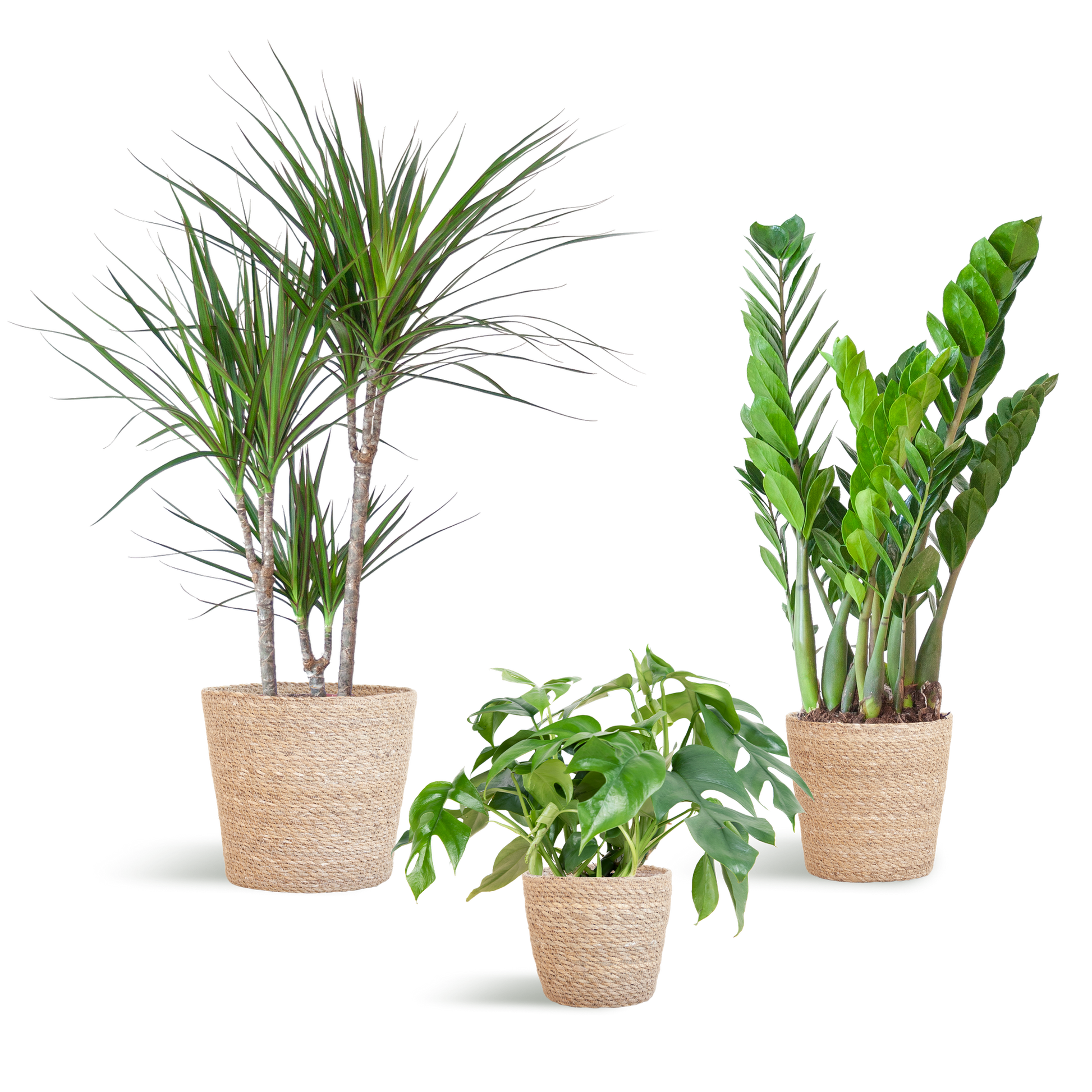 Schaduw Plantenbox met Monstera Minima, Zamioculcas en Dracaena in natuurlijke Sofia manden van zeegras, geschikt voor halfschaduw en weinig licht.