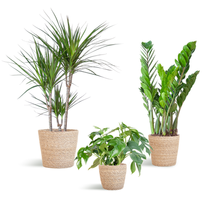 Schaduw Plantenbox met Monstera Minima, Zamioculcas en Dracaena in natuurlijke Sofia manden van zeegras, geschikt voor halfschaduw en weinig licht.