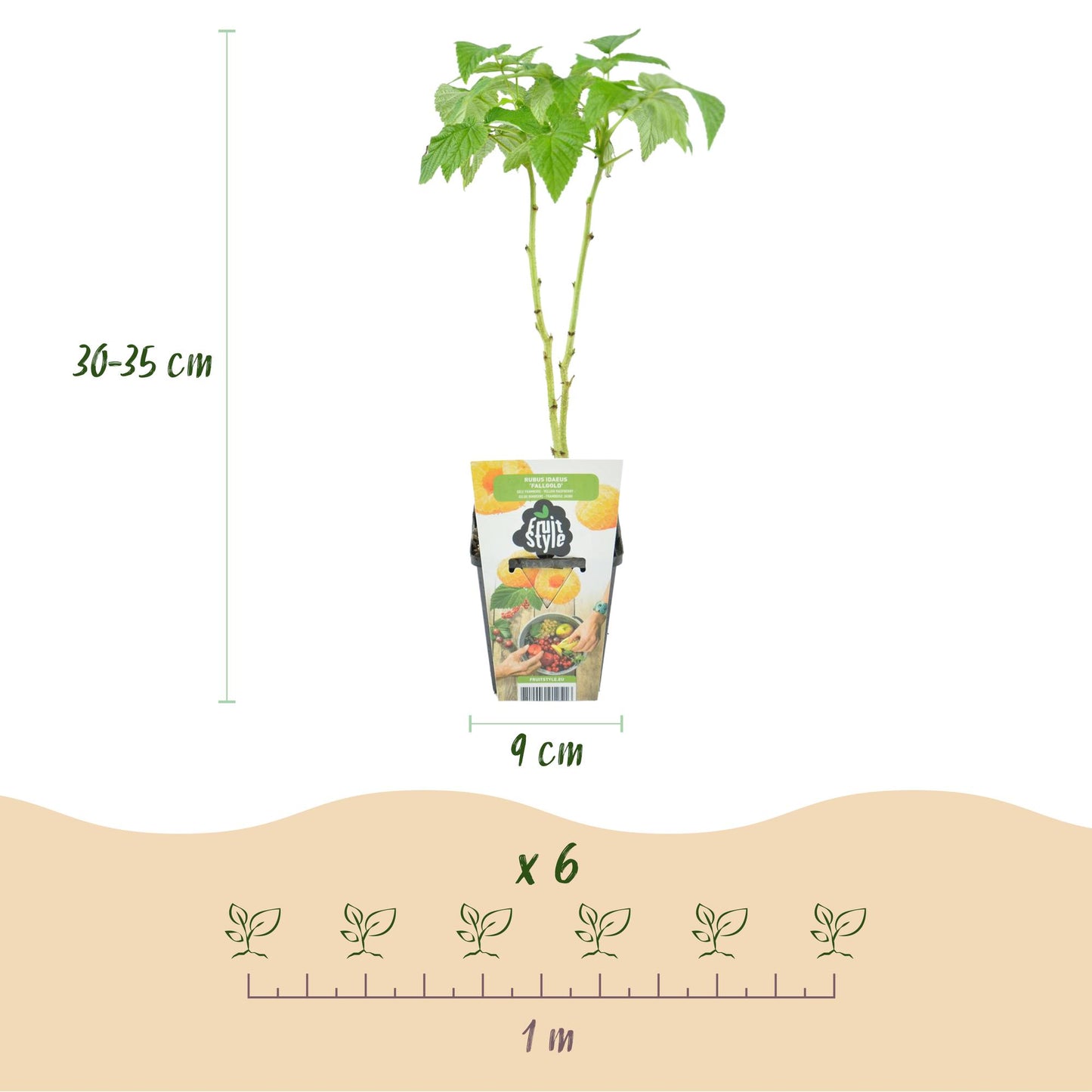 Drie winterharde fruitplanten met bessen en frambozen voor tuin. Bio fruit