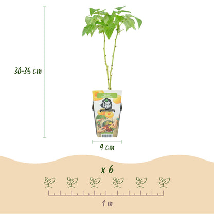 Drie winterharde fruitplanten met bessen en frambozen voor tuin. Bio fruit