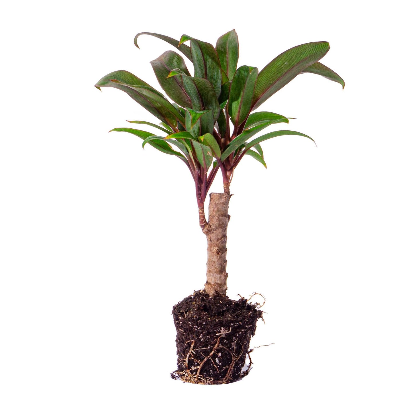 Cordyline fruticosa |Terrarium plant