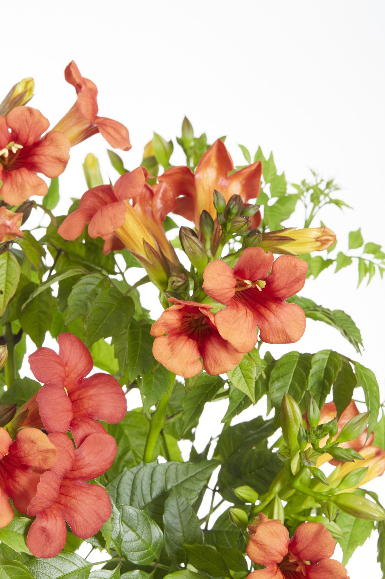 2x - Campsis Summer Jazz 'Feuertrompete' - ↨65cm - Ø15