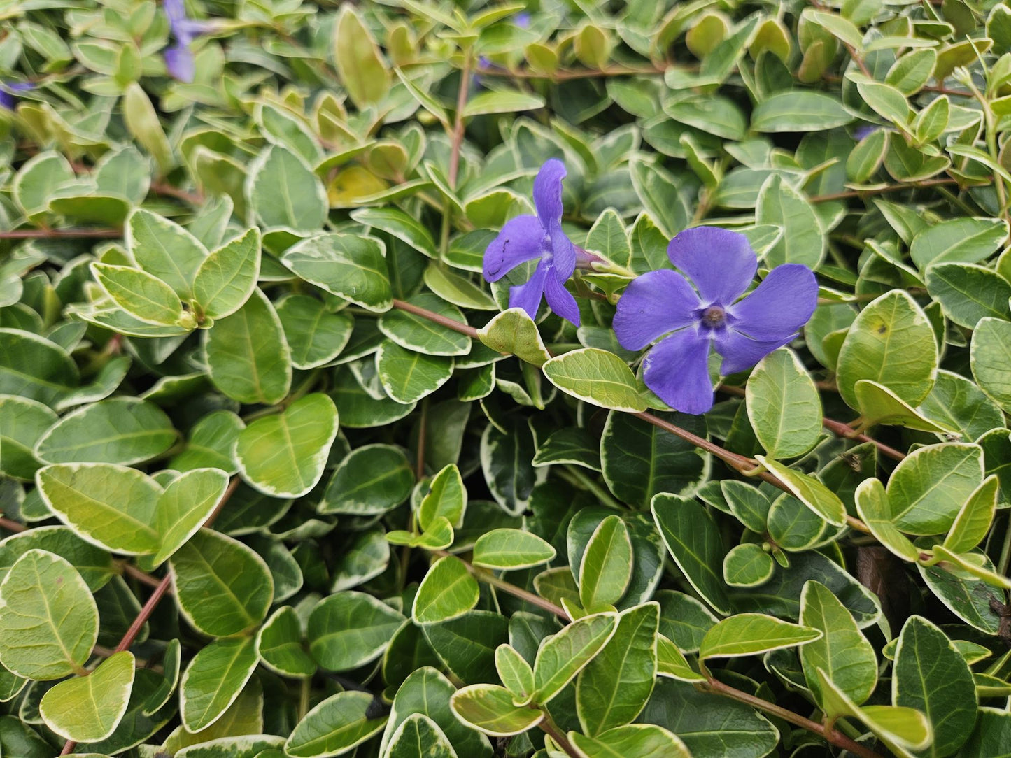12x Vinca minor 'Argenteovariegata' Bodendecker - Immergrün