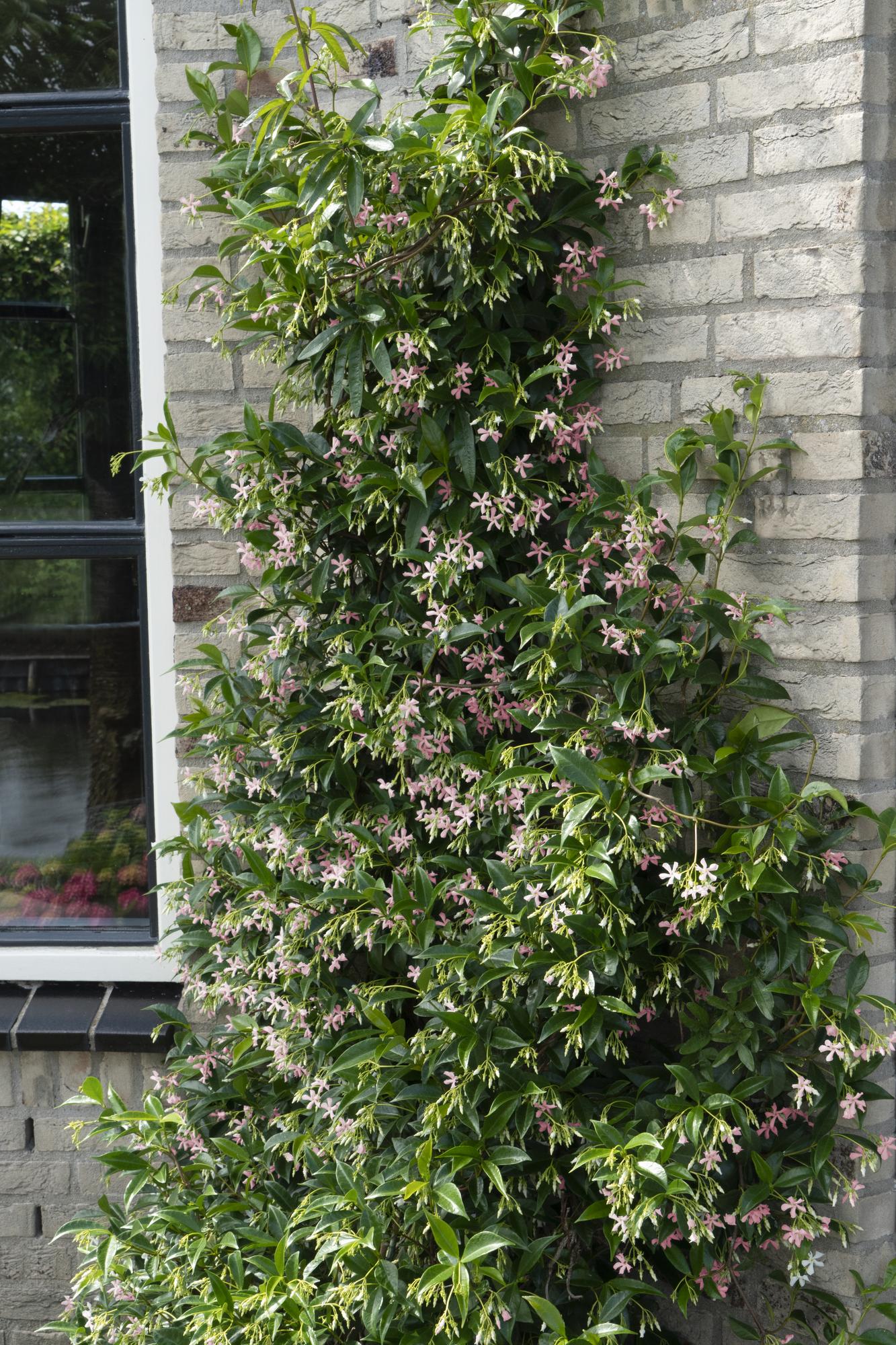 Trachelospermum Mix met glanzende groene bladeren en witte bloemen