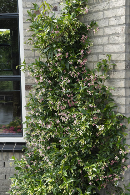 Trachelospermum Mix met glanzende groene bladeren en witte bloemen