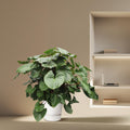 Homalomena Rubescens Maggy – Tropische kamerplant met roodachtige stelen en glanzend groen blad – Hoogte 170 cm, potmaat Ø60 cm"