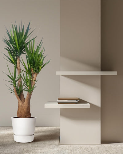 Yucca Elephantipes vertakt | Mega plant - Planttoday
