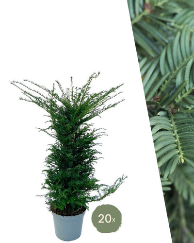 Omschrijving:

De Taxus ‘Baccata’, ook wel bekend als de Venijnboom, is een klassieke en tijdloze haagplant die kracht en elegantie uitstraalt. Met zijn dichte, donkergroene naalden en compacte groei vormt de Taxus een perfecte, blijvende afscheiding voor zowel moderne als traditionele tuinen.

Deze wintergroene conifeer staat bekend om zijn lange levensduur, robuustheid en onderhoudsvriendelijke karakter. Dankzij zijn trage, gelijkmatige groei laat hij zich eenvoudig in vorm snoeien en behoudt hij jarenlan