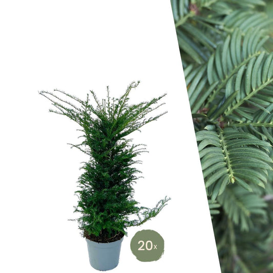 Omschrijving:

De Taxus ‘Baccata’, ook wel bekend als de Venijnboom, is een klassieke en tijdloze haagplant die kracht en elegantie uitstraalt. Met zijn dichte, donkergroene naalden en compacte groei vormt de Taxus een perfecte, blijvende afscheiding voor zowel moderne als traditionele tuinen.

Deze wintergroene conifeer staat bekend om zijn lange levensduur, robuustheid en onderhoudsvriendelijke karakter. Dankzij zijn trage, gelijkmatige groei laat hij zich eenvoudig in vorm snoeien en behoudt hij jarenlan