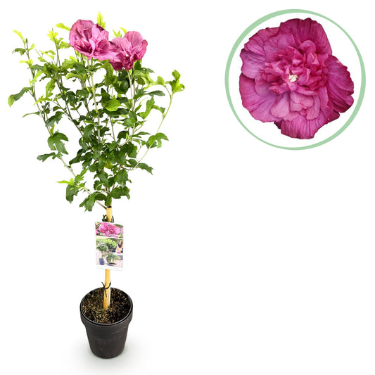 Hibiscus op stam met magenta bloemen voor terras of balkon