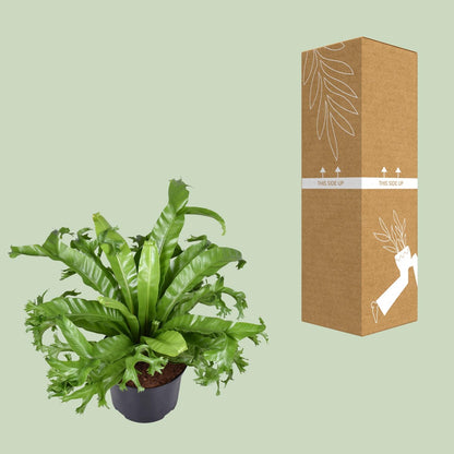Asplenium Nidus Crissie, ook bekend als Vogelnestvaren, met weelderig groene, glanzende bladeren, ideaal als tropische kamerplant voor in huis of kantoor, luchtzuiverend en onderhoudsvriendelijk.”