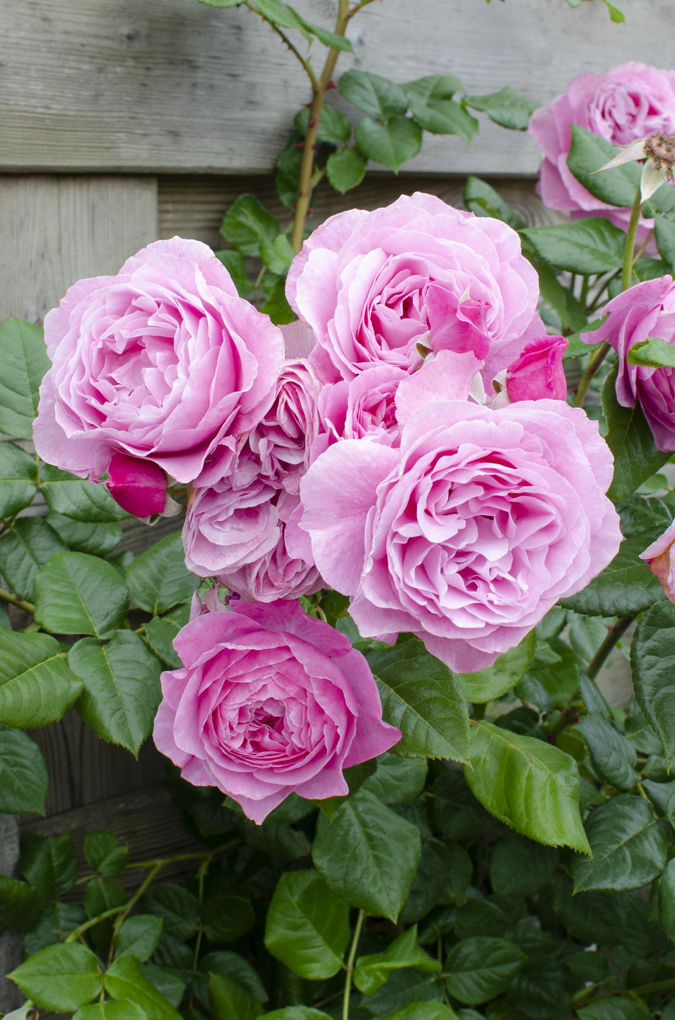 rosa crazy in love pink

roze klimroos kopen

klimroos rosa crazy in love verzorging

langbloeiende roze roos