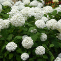 Pluim Hortensia - Hydrangea arborescens Annabelle 