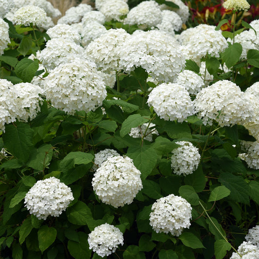 Pluim Hortensia - Hydrangea arborescens Annabelle - Bloem Wit  - Grote Bloemen - Pot 17cm Hoogte 50cm