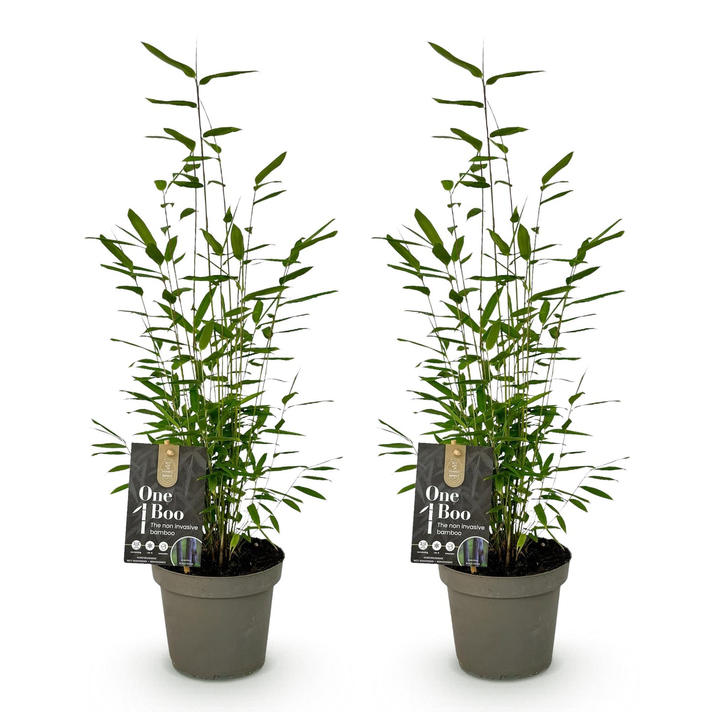 Bamboe Fargesia Black Dragon – 2 Planten