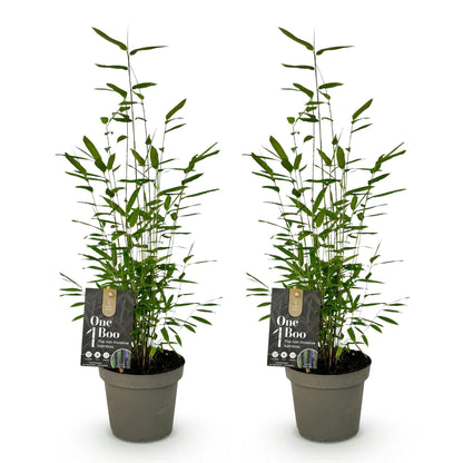 Bamboe Fargesia Black Dragon – 2 Planten