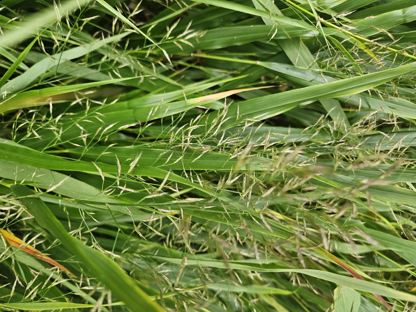 Groen Japans bosgras voor schaduwtuinen.