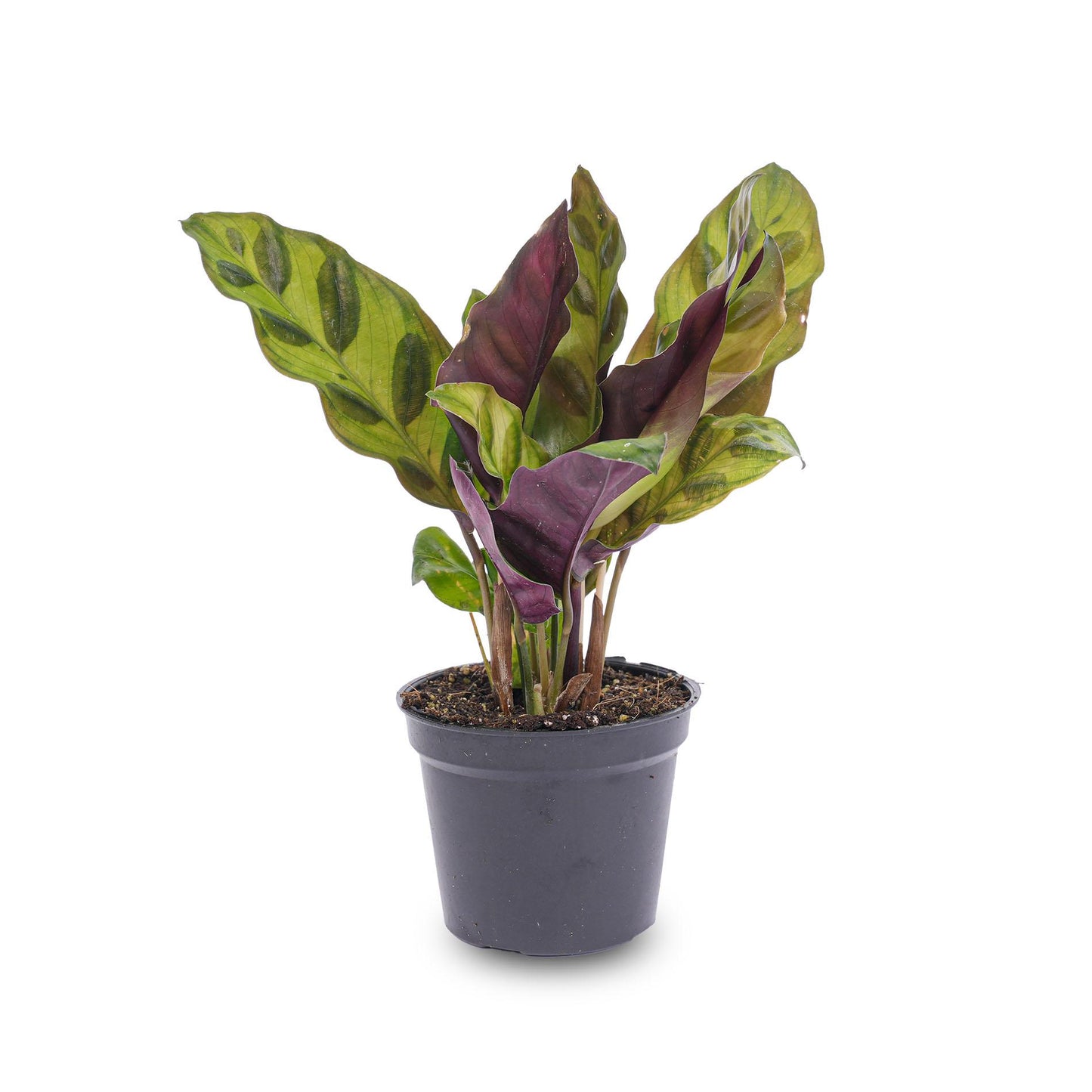 Calathea Lancifolia | Pauwenplant | Terrariumplant
