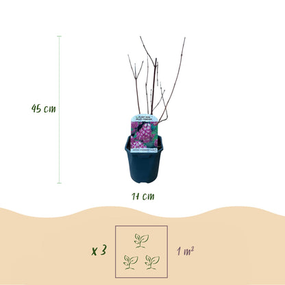 Roze bloeiende heester voor zonnige of halfschaduw tuinplekke