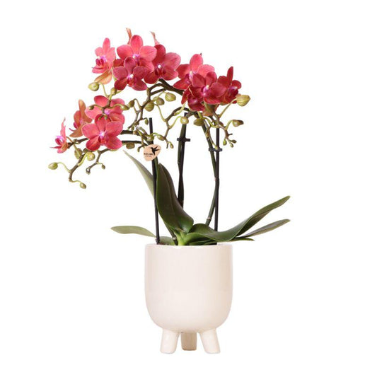 Rode Phalaenopsis orchidee in travertine Gummy pot Ø9cm – luxe bloeiende kamerplant cadeau