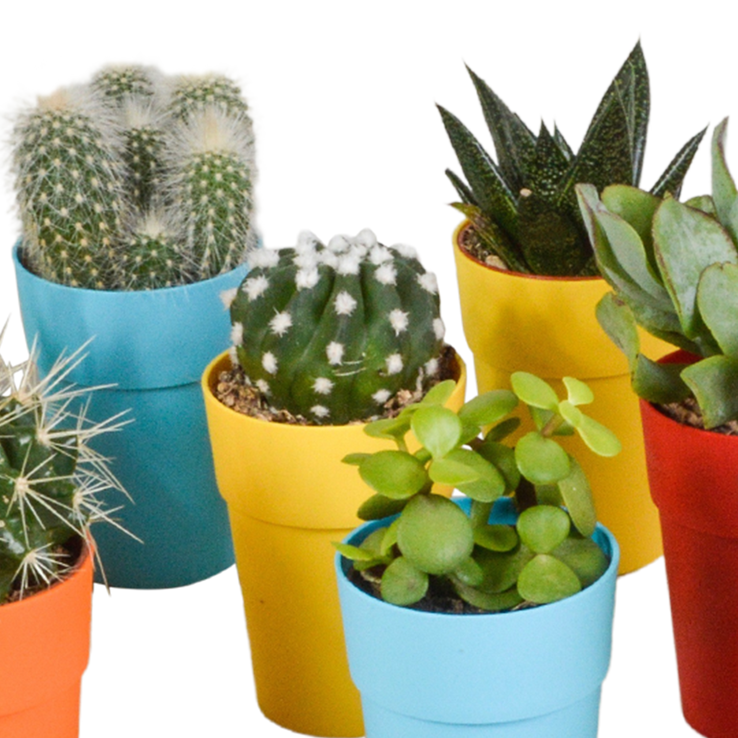 Mix van 15 cactussen en vetplanten in gekleurde plasticpotten – variatie in vorm, hoogte en kleur.