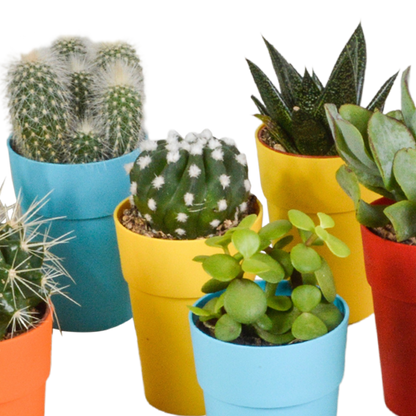 Mix van 15 cactussen en vetplanten in gekleurde plasticpotten – variatie in vorm, hoogte en kleur.