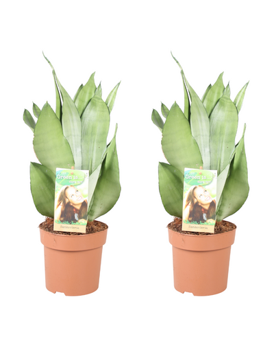 Sansevieria Moonshine – stijlvolle kamerplant met brede zilvergroene bladeren, onderhoudsarm en luchtzuiverend. Bij planttoday.