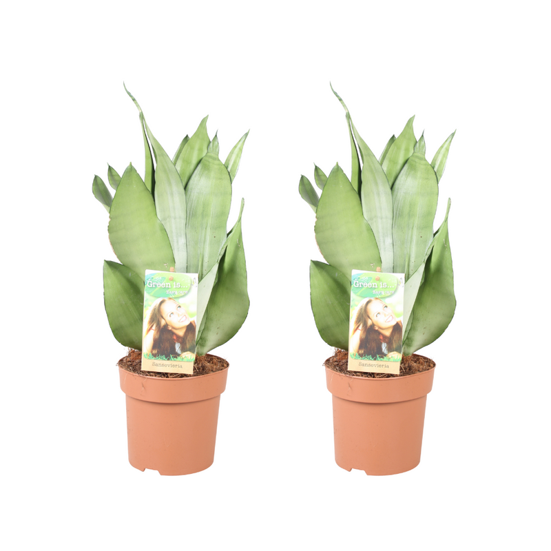 Sansevieria Moonshine – stijlvolle kamerplant met brede zilvergroene bladeren, onderhoudsarm en luchtzuiverend. Bij planttoday.
