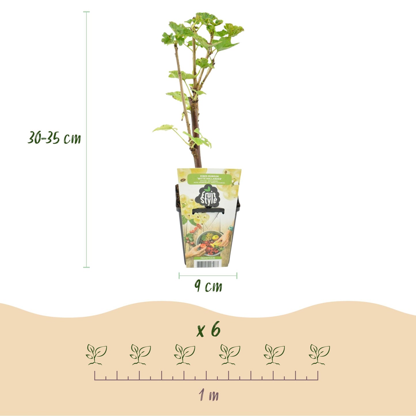 3x  Witte Bes | Ribes rubrum | Witte Hollander |Winterhard
