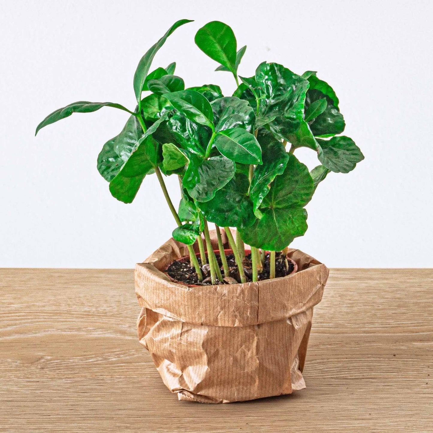 Planten Terrarium Navulling & Startpakket | Jungle | Maat L/XL