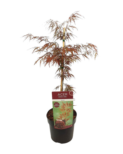 Acer palmatum ‘Garnet’ Buitenplant | Japanse Esdoorn - Planttoday