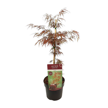 Acer palm. 'Garnet' - Ø19cm - ↕40cm Sierplant  - Japanse Esdoorn