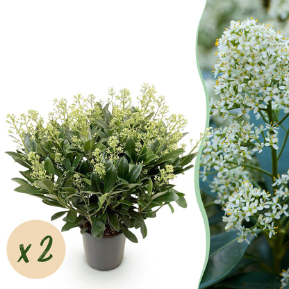 Groenblijvende Skimmia met witte bloemen voor tuin en terras