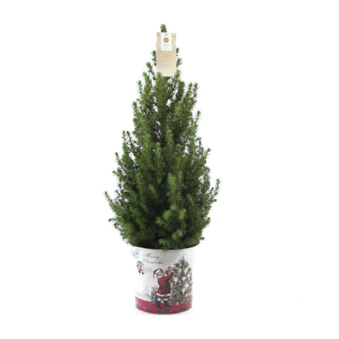 Kleine Kerstboom in Kerstmis sierpot | Picea Glauca Conica