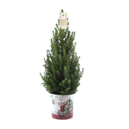 Kleine Kerstboom in Kerstmis sierpot | Picea Glauca Conica