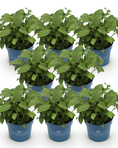 8 x Hydrangea Endless Summer | Prachtige paarse hortensia