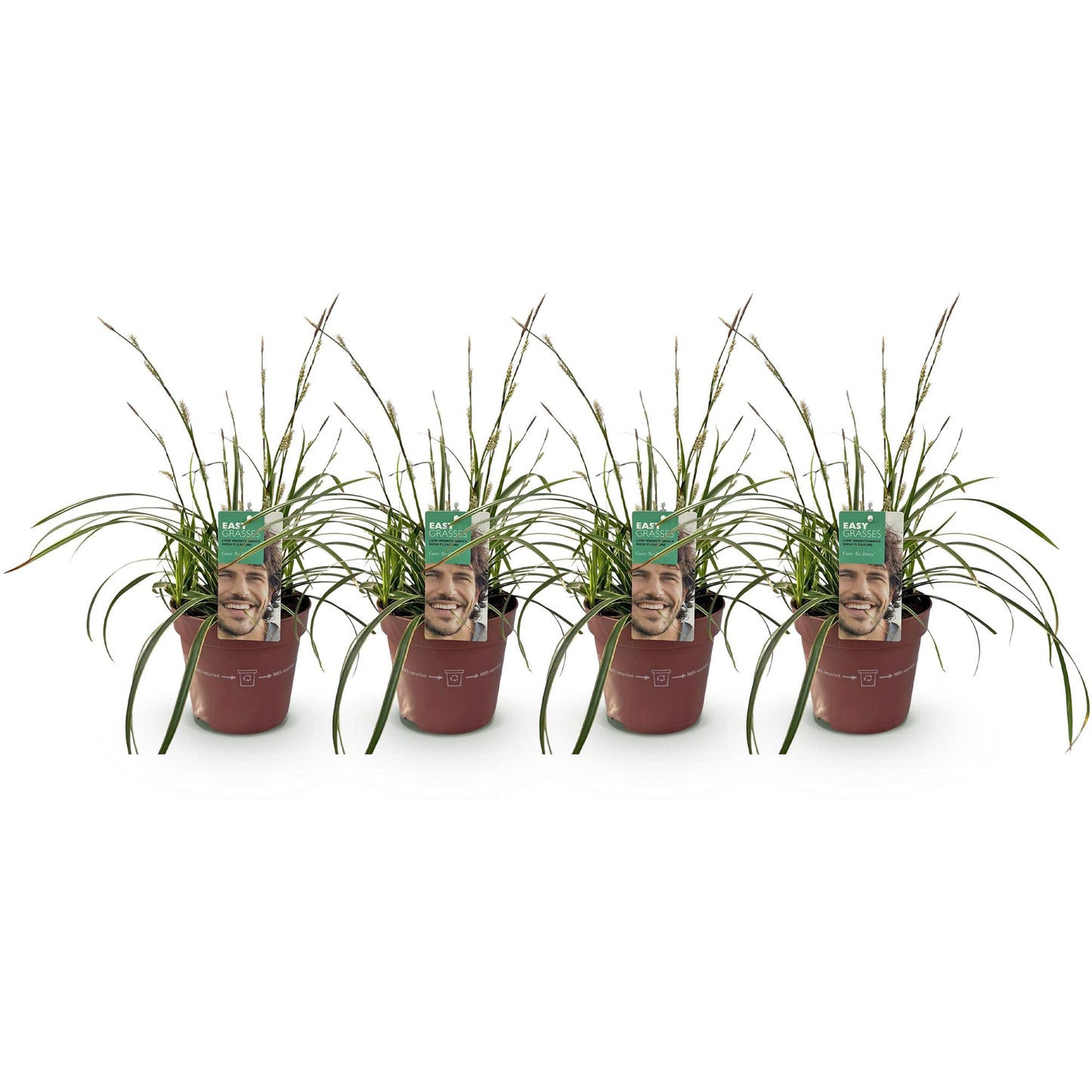 Carex morrowii Ice Dance – set van 4 bladhoudende siergrassen Ø17 cm
