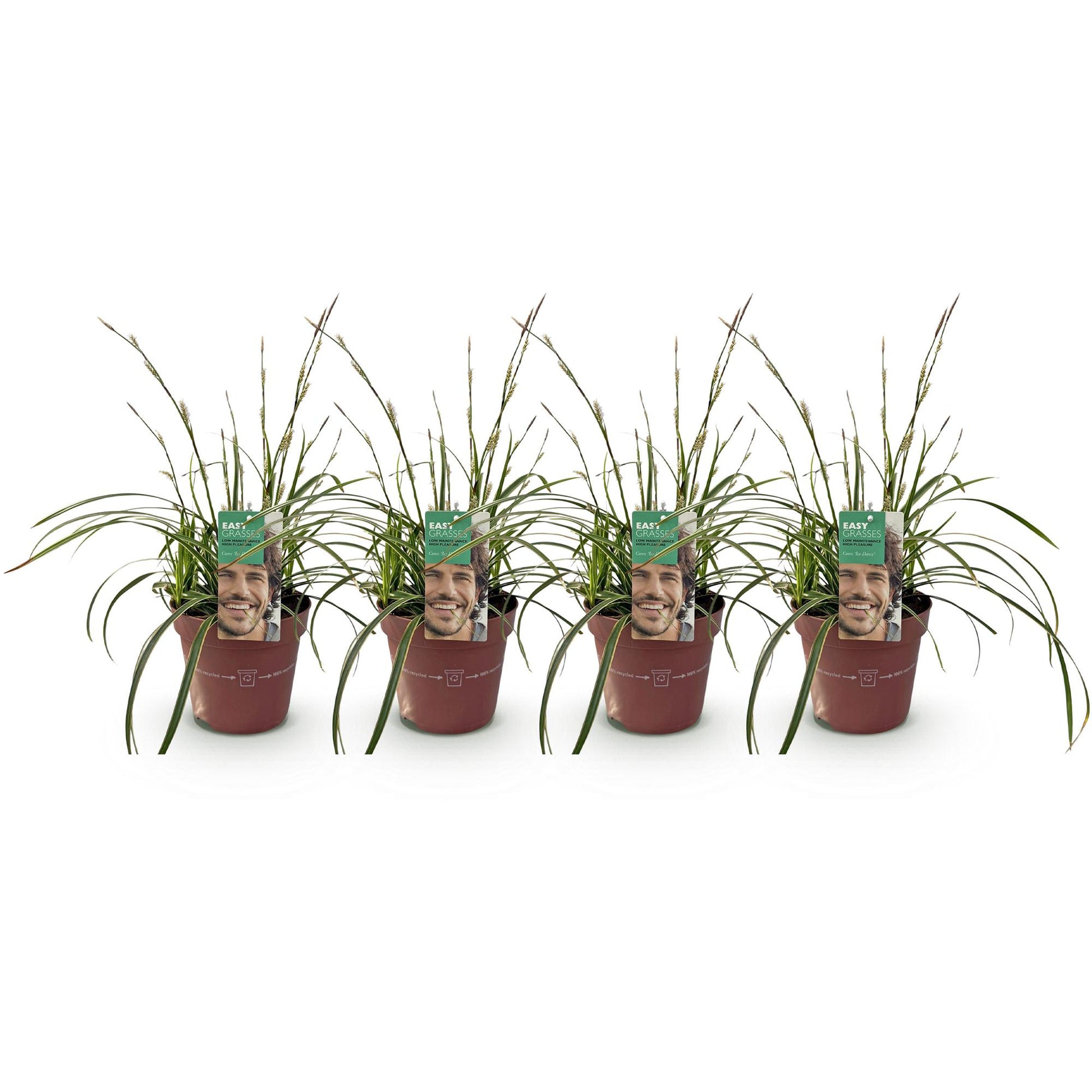 Carex morrowii Ice Dance – set van 4 bladhoudende siergrassen Ø17 cm