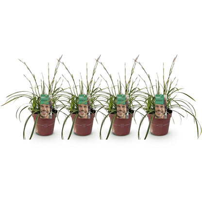 Carex morrowii Ice Dance – set van 4 bladhoudende siergrassen Ø17 cm