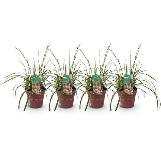 Carex morrowii Ice Dance – set van 4 bladhoudende siergrassen Ø17 cm