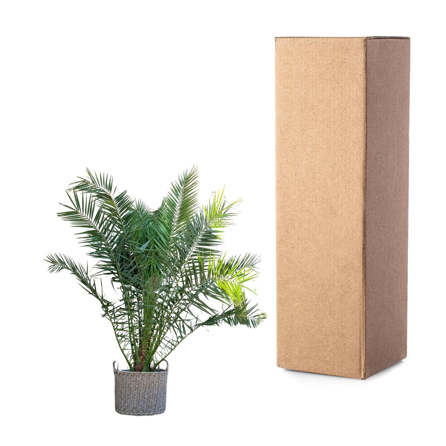 Phoenix Canariensis – grote Canarische dadelpalm van 300 cm met donkergroene waaierbladeren in pot Ø50, tropische blikvanger voor binnen of buiten.