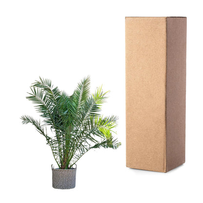 Phoenix Canariensis – grote Canarische dadelpalm van 300 cm met donkergroene waaierbladeren in pot Ø50, tropische blikvanger voor binnen of buiten.